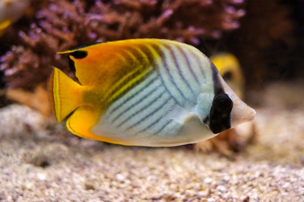 Pesce farfalla Threadfin chaetodon auriga pesce sott'acqua in mare