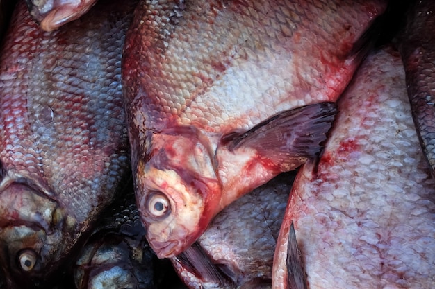 Pesce fresco al mercato Orata