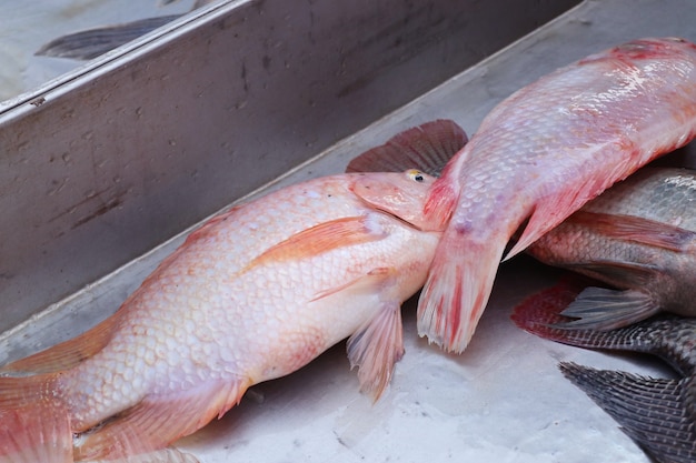 pesce fresco al mercato