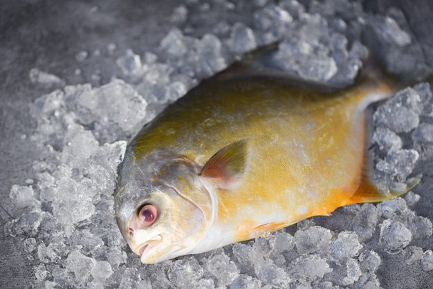 Pesce fresco del pomfret su ghiaccio e fondo nero nel mercato - pesce nero crudo del pomfret