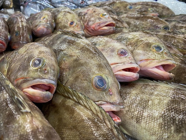 Pesce fresco della cernia nel mercato per la vendita