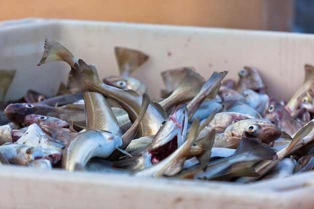 Pesce fresco in container