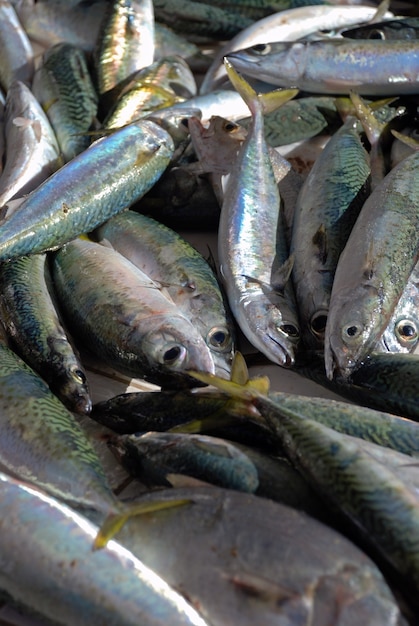 Pesce fresco pescato a Rio de Janeiro, pescherie a Copacabana