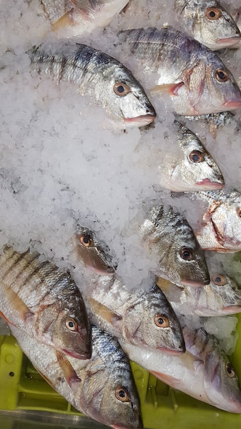 Pesce fresco su ghiaccio sul mercato