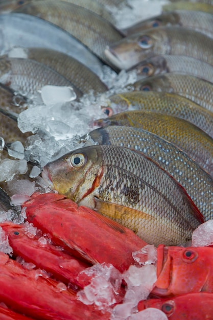 Pesce fresco sul mercato