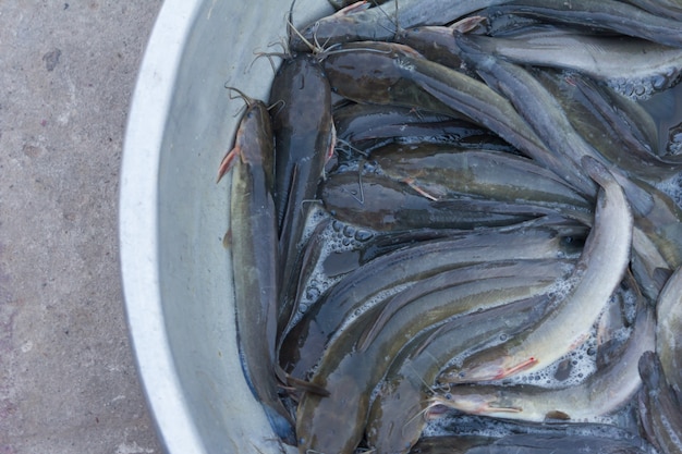 Pesce gatto in bacino bianco