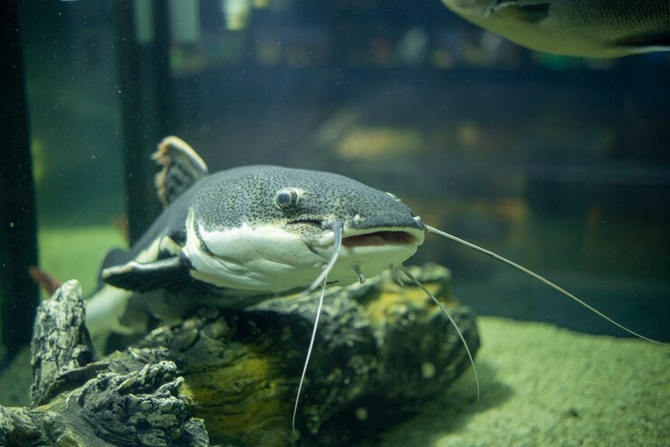 Foto pesce gatto nell'acquario phractocephalus hemioliopterus pesce d'acqua dolce