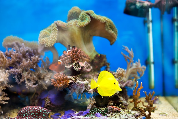 Pesce giallo tang in acquario