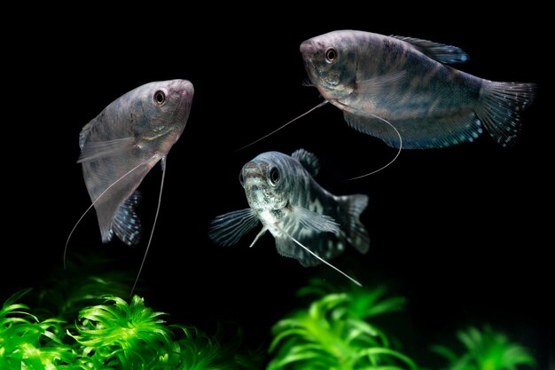 Pesce Gourami Blu