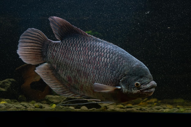 Pesce gourami gigante nel tankxA