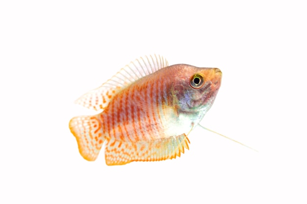 Pesce gourami nano su sfondo bianco