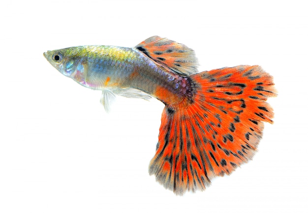 Pesce Guppy isolato su spazio bianco