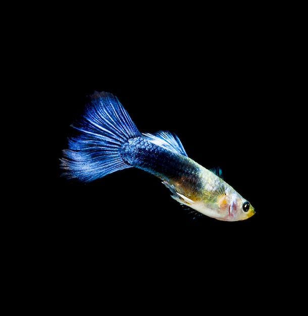 Pesce guppy pet isolato su sfondo nero