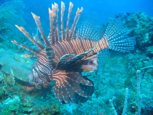 Pesce in mare