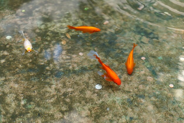 Pesce in piscina con tutte le monete fortunate