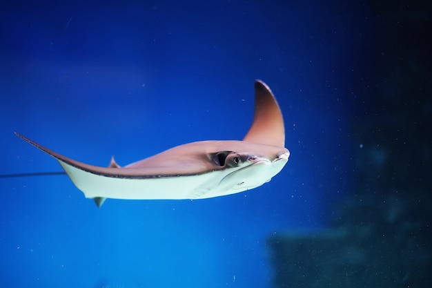 Pesce in un acquario. Oceanario. Pesci oceanici in acquario. Concetto di protezione della natura. Pesce sott'acqua nell'acquario