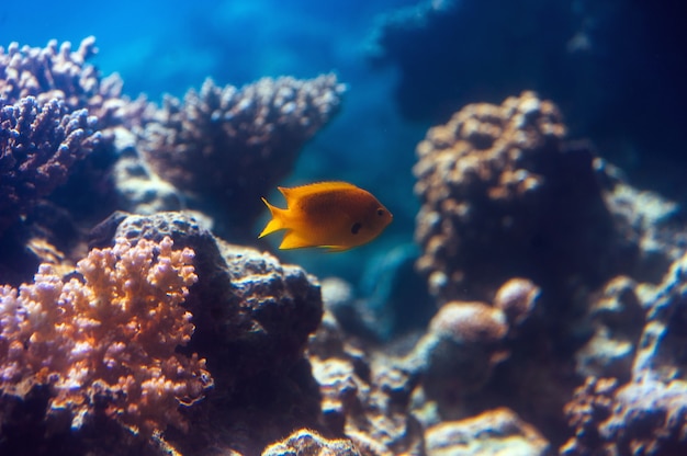 Pesce in un acquario sul Mar Rosso