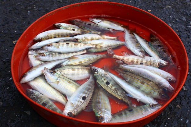 Pesce in un contenitore rosso con sopra la parola pesce