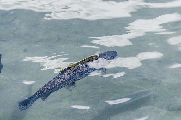 Pesce in uno stagno