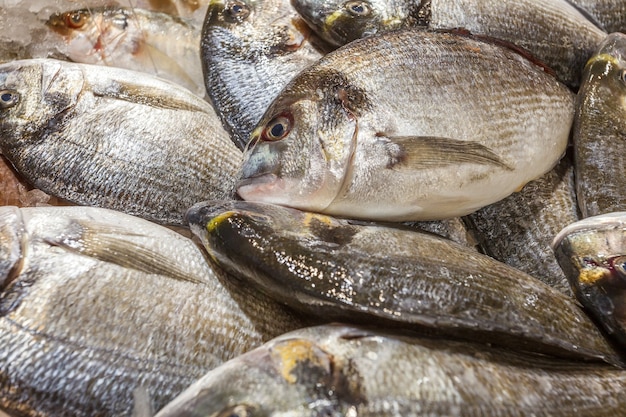 Pesce intero di tilapia crudo fresco diverso refrigerato su ghiaccio, al mercato del pesce.