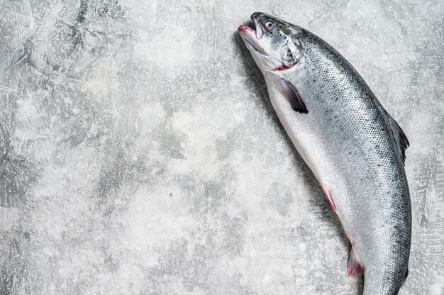 Pesce intero rosso salmone crudo fresco sul tavolo della cucina. Sfondo grigio.