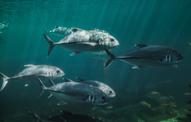 Pesce Jack o Carangidi che nuota nella vasca dell'acquario