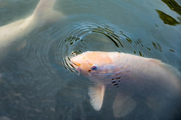 Pesce Koi arancione nishikigoi che nuotano nello stagno mangiando mangime