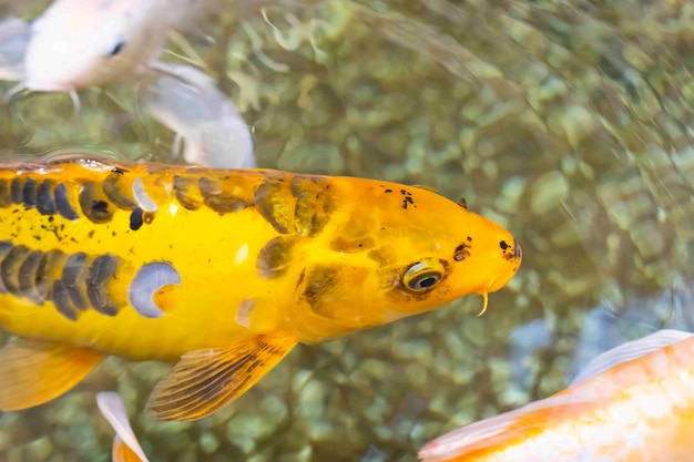 Pesce koi carpa fantasia che nuota in uno stagno