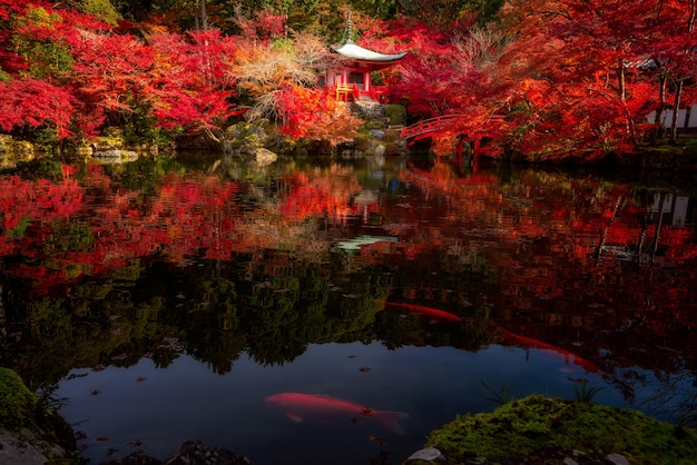 Pesce Koi nel tempio di Digoji