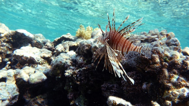 Pesce leone nel Mar Rosso in acque cristalline a caccia di cibo.