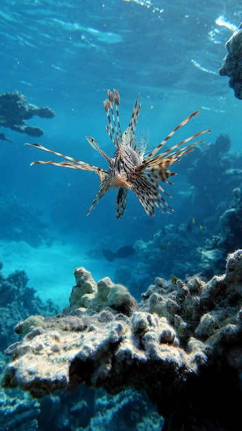 Pesce leone nel Mar Rosso in acque cristalline a caccia di cibo.