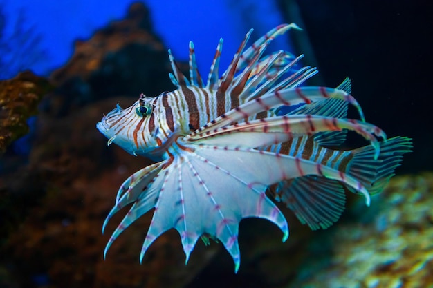 Pesce leone o pesce leone in acquario