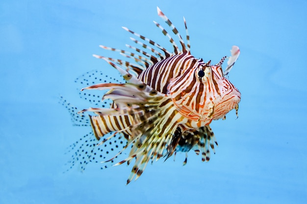 Pesce leone rosso in acqua su sfondo blu