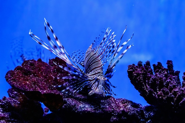 Pesce Leone - Zebra, Pterois volitans da vicino