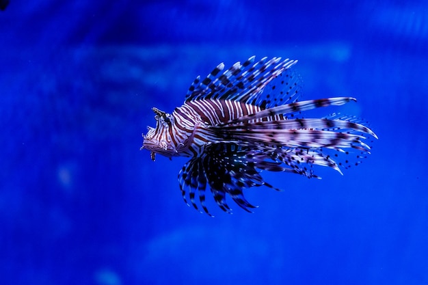 Pesce Leone Zebra Pterois volitans