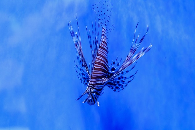 Pesce Leone Zebra Pterois volitans