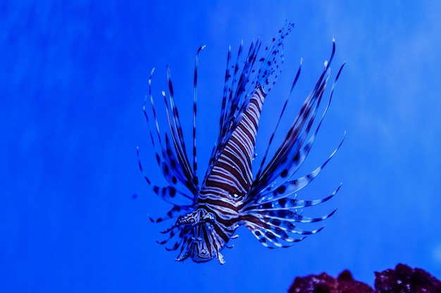 Pesce Leone Zebra Pterois volitans