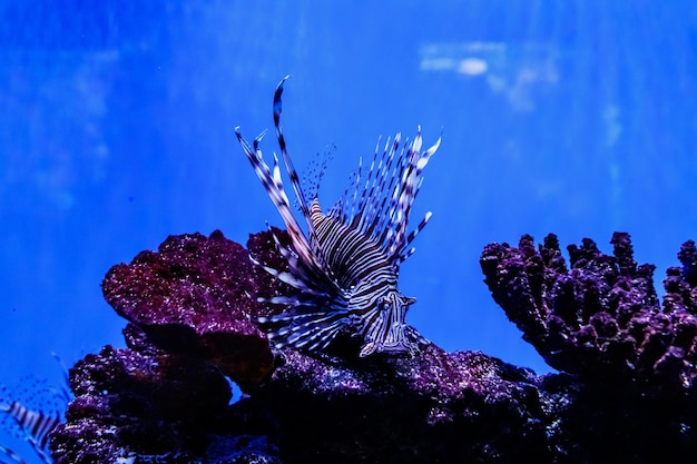 Pesce Leone Zebra Pterois volitans