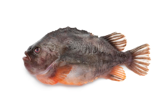 Pesce Lumpsucker su sfondo bianco