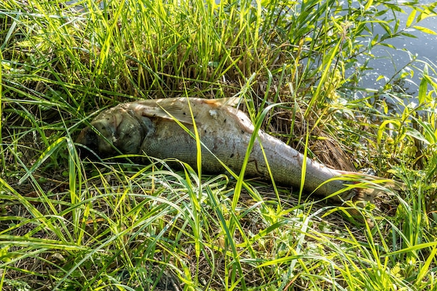 Pesce marcio morto sulla riva del disastro ecologico del lago inquinato e pestilenza della carpa argentata