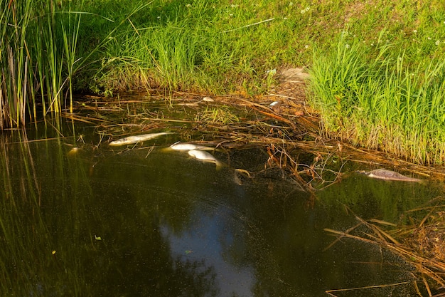 Pesce marcio morto sulla riva del lago inquinato.