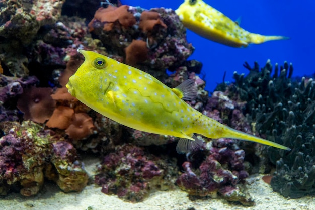 Pesce mucca Longhorn giallo su sfondo di corallo