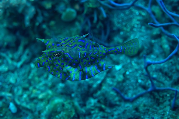 pesce mucca sott'acqua / scena subacquea di piccoli pesci esotici, barriera corallina nell'oceano, pesce crani