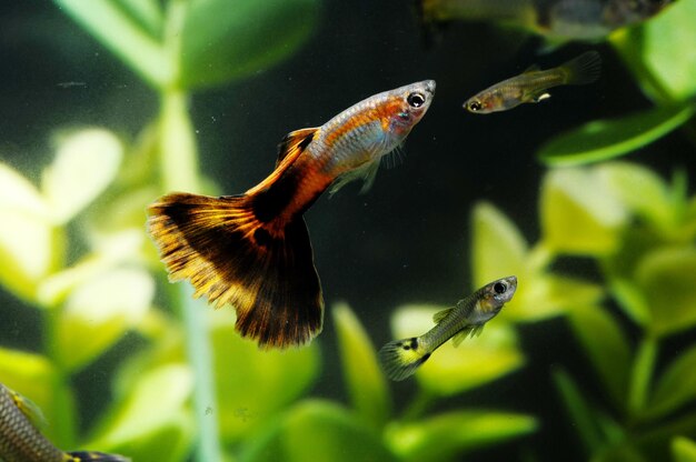 Pesce multicolore Guppy