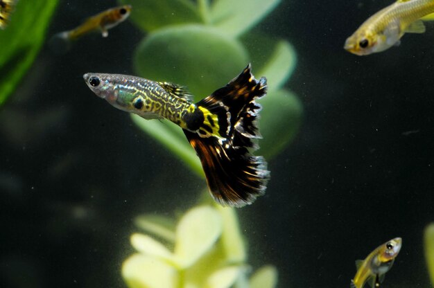 Pesce multicolore Guppy