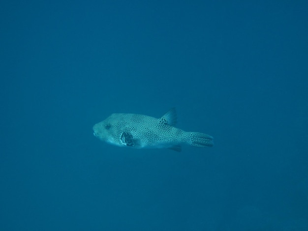 Pesce nel mare blu