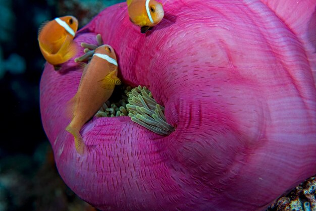 Pesce pagliaccio all'interno di anemone viola rosa