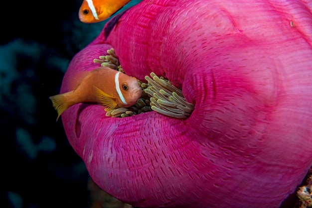 Pesce pagliaccio all'interno di anemone viola rosa