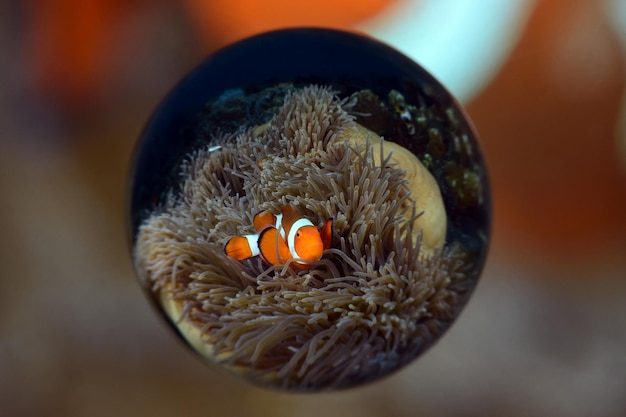 Pesce pagliaccio - Amphiprion ocellaris. Foto scattate con uno speciale obiettivo Magic Ball. Bali, Indonesia.