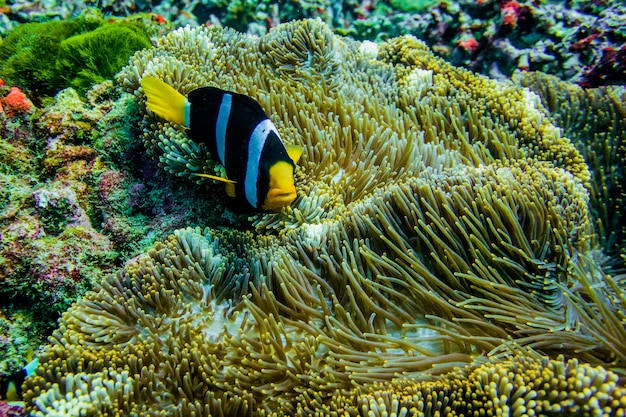 pesce pagliaccio anemone nel mare della Thailandia